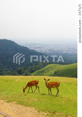 系列·鹿08 147525