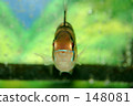 Balloon Appist 148081