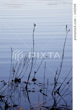 Pond and branches Pond and branches 148309