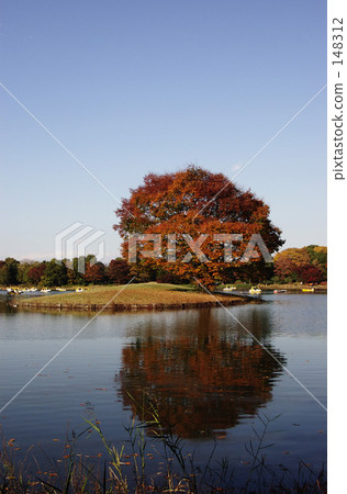 Sky and pond and tree 148312