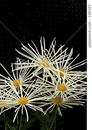 Higo chrysanthemum Higo chrysanthemum 148385