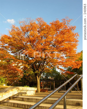 '跌倒'在樓梯上 '跌倒'在樓梯上 148963