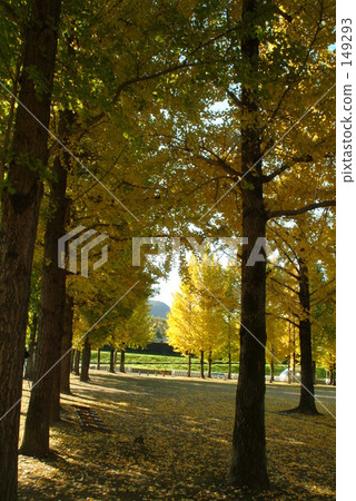 Ginkgo no Mori 01 Ginkgo no Mori 01 149293