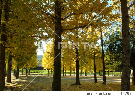 Ginkgo no Mori 02 Ginkgo no Mori 02 149295