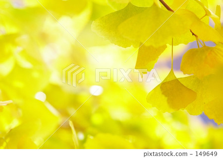 銀杏“陽光” 149649