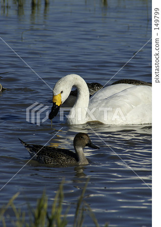 Swans and ducks Swans and ducks 149799