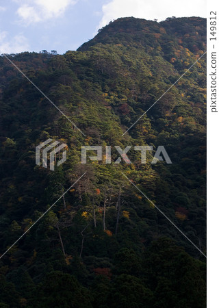 秋天的樹葉 149812