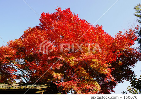 Autumn leaves of Arashiyama Autumn leaves of Arashiyama 150070