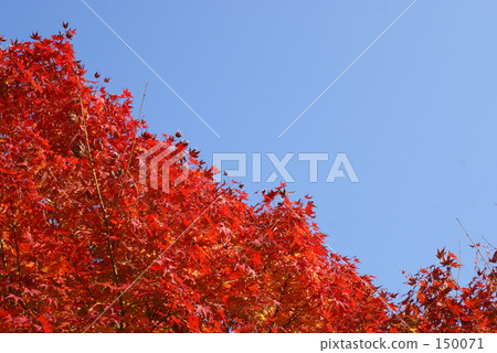Autumn leaves of Arashiyama Autumn leaves of Arashiyama 150071