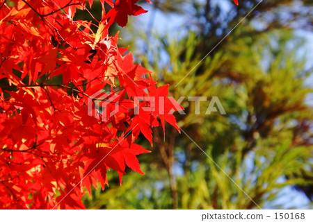 Autumn leaves of Arashiyama Tenryu-ji Autumn leaves of Arashiyama Tenryu-ji 150168