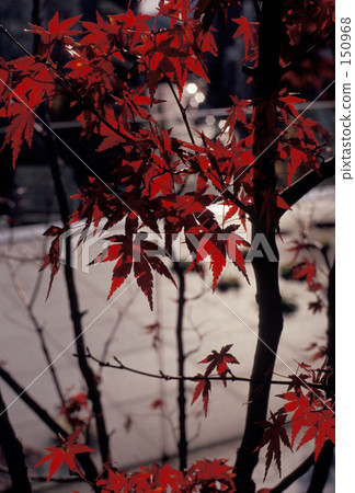 Autumn leaves of the city Autumn leaves of the city 150968