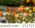 Remaining autumn leaves 151715