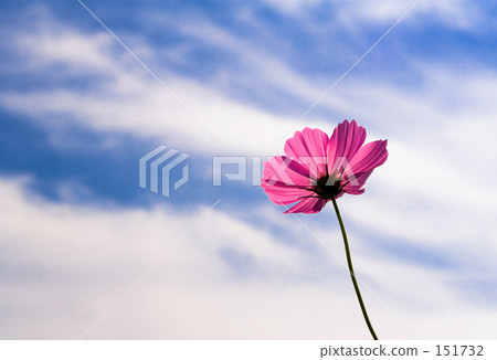 花一朵花在藍天的 花一朵花在藍天的 151732