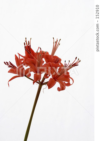 南浪 南浪 152910