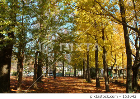 Autumn tree trees 01 Autumn tree trees 01 153042