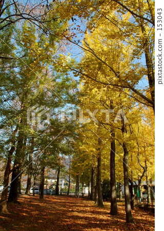 Autumn tree trees 02 153043