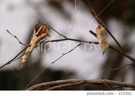 Winter leaves 153302