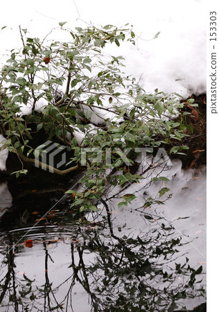 Pond, leaves and water surface Pond, leaves and water surface 153303