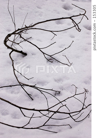 Winter branch 153305