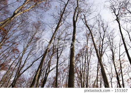 Winter beech forest Winter beech forest 153307