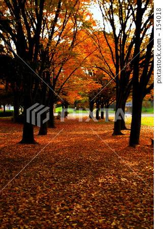 秋天的假期 154018