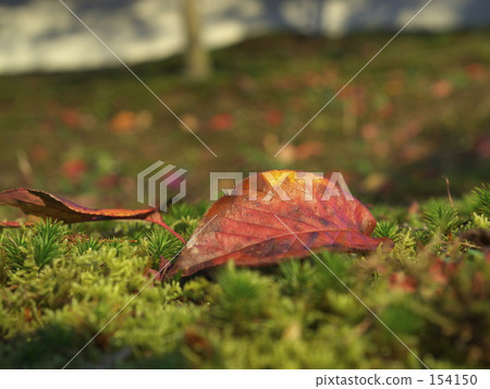 Dead leaves 154150