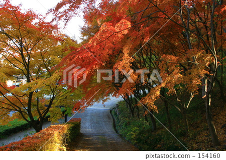 A full colorful autumn leaves A full colorful autumn leaves 154160