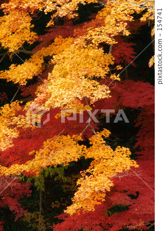 Autumn of Nagaoka · 1 Autumn of Nagaoka · 1 154741