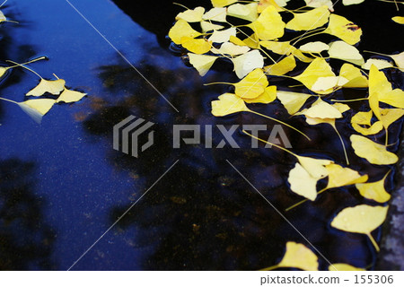 Fallen leaves Fallen leaves 155306