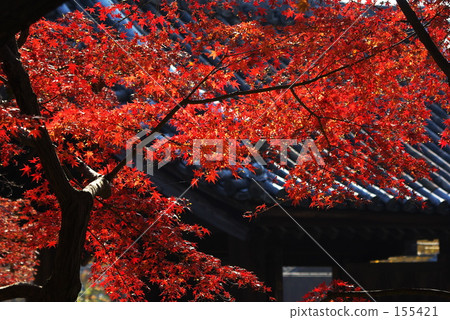 Bairin寺廟秋葉 Bairin寺廟秋葉 155421