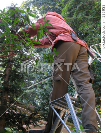 Gardener 155955