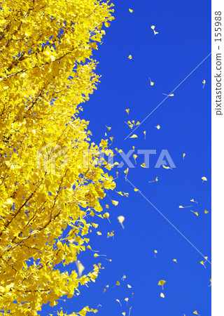Ginkgo no Mai 2 Ginkgo no Mai 2 155988