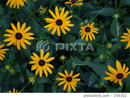Black Eye Susan 156102