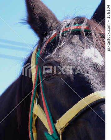 馬的眼睛 馬的眼睛 156104