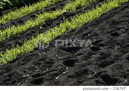 小麥地 小麥 生命 156797