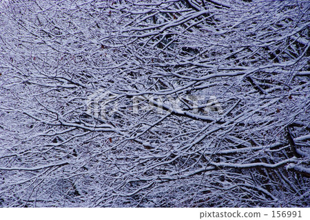 Winter branch 156991