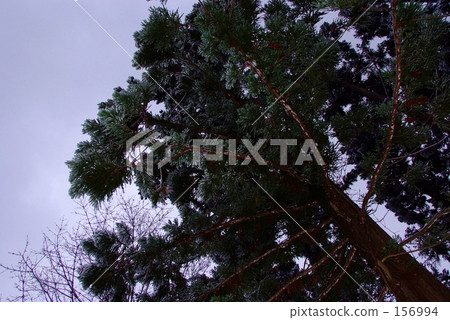 Winter cedar tremendous trees Winter cedar tremendous trees 156994
