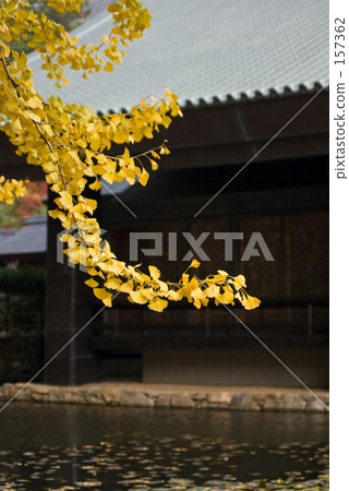 Ginkgo biloba 157362