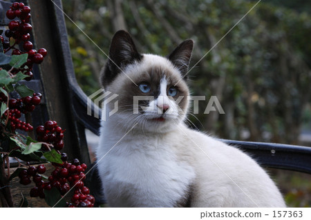 Cat's Alice Ⅰ 157363