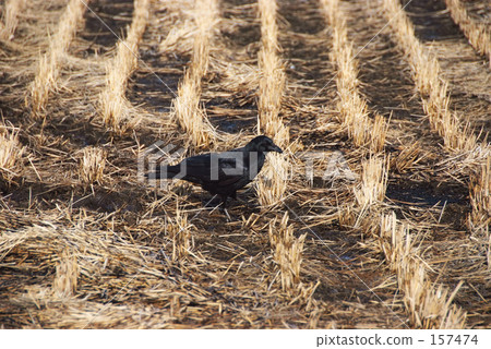 The crow of rice field The crow of rice field 157474