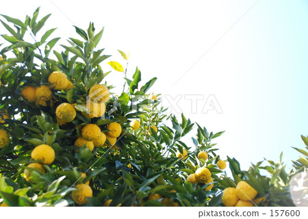 Yuzu and Sora 2 157600