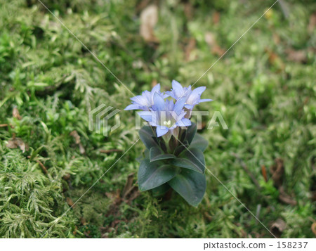 霍爾Rindow在苔蘚上 158237