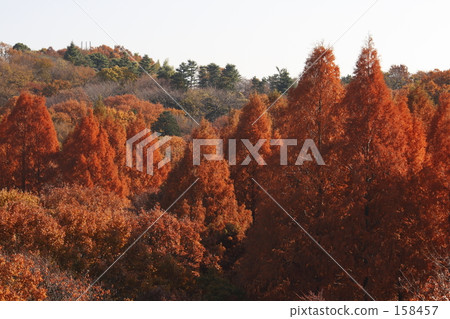 紅杉的黃葉 158457