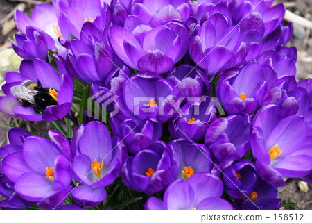 Hichi and crocuses 158512