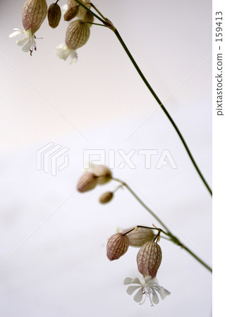 Wild grass 159413