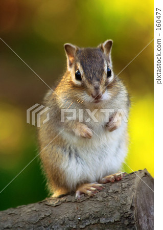 Staring at Chipmunk 160477