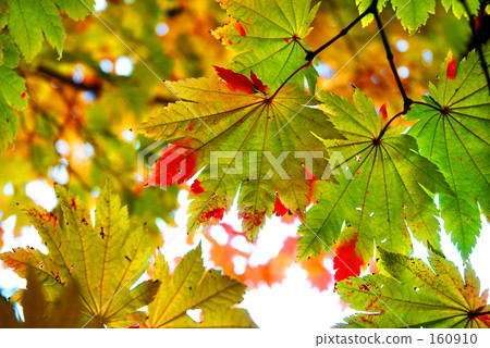 To fall To fall 160910