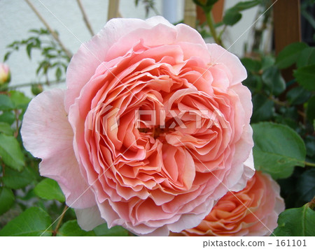 亞伯拉罕德比 161101