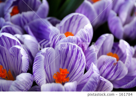 Crocus Crocus 161784