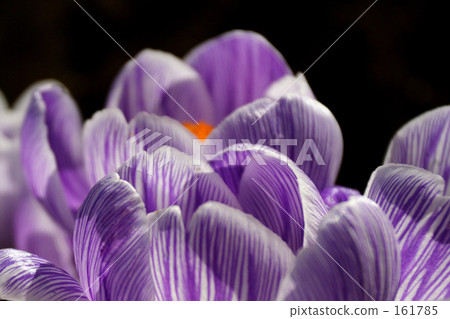 Crocus Crocus 161785